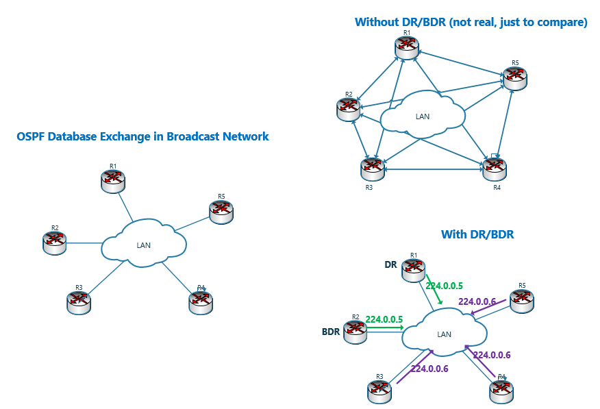 OSPF Database Exchange Process in Broadcast Network